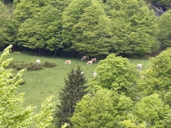 A grassy field with trees and a few animals grazing.