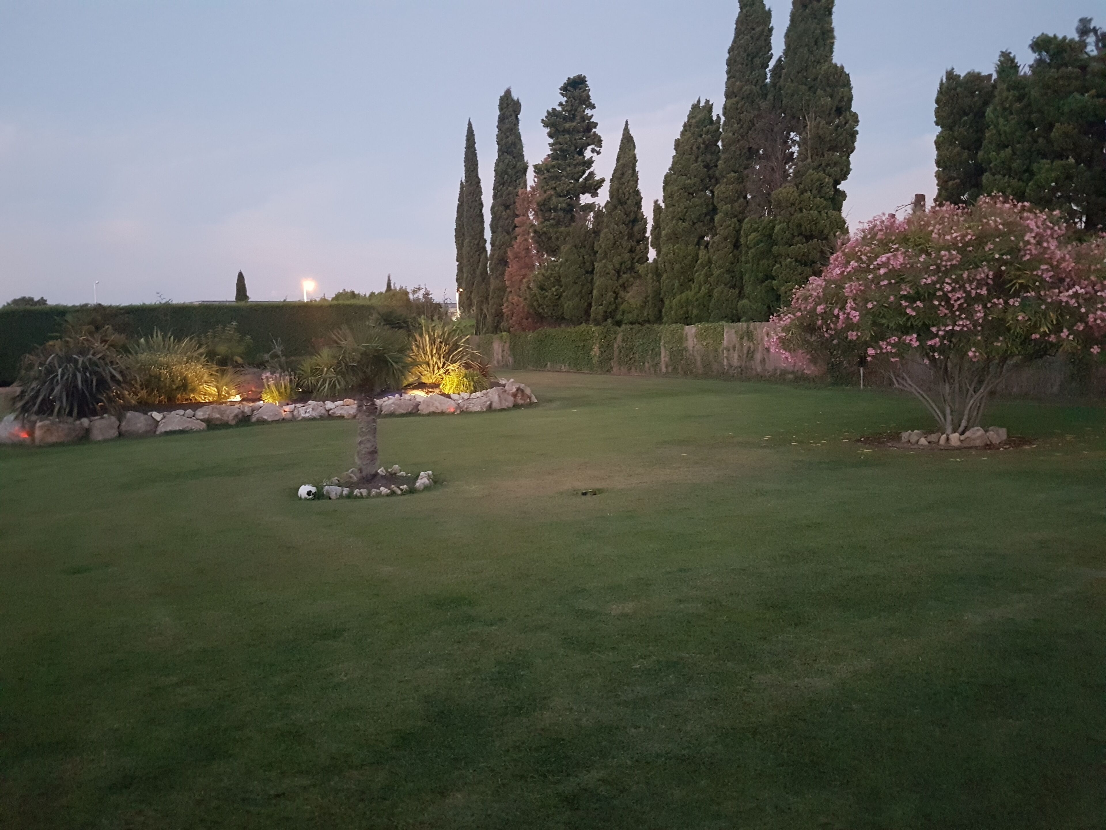 Une pelouse bien entretenue, avec un petit arbre et un arbuste en fleurs.