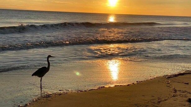 A beach scene with a bird standing on the sand near the water, waves gently crashing, and the sun setting in the background. - Sand Castle, 9 bedroom,6 1/2 bath,sleep 26,  pool, hottub, elevator, beach close (Oak Island)