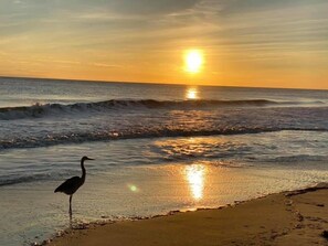 Une scène de plage avec un oiseau perché sur le sable, près de l’eau, des vagues qui se brisent doucement, et le soleil qui se couche à l’arrière-plan.