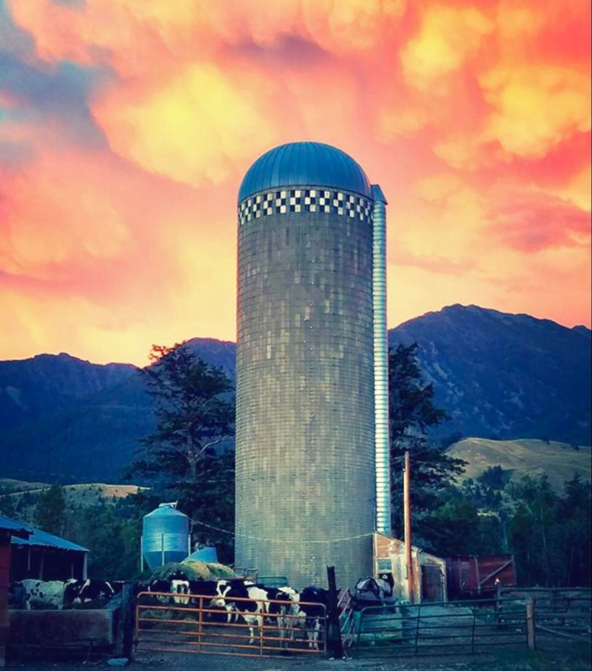 Een cilindrische silo met een koepel, omgeven door een omheind gebied met koeien.