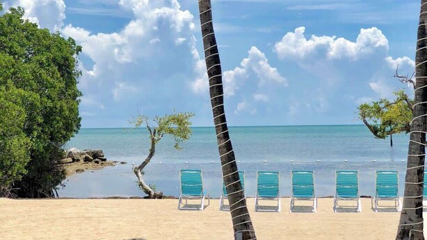 A beach with palm trees, a clear sky, and a calm sea.