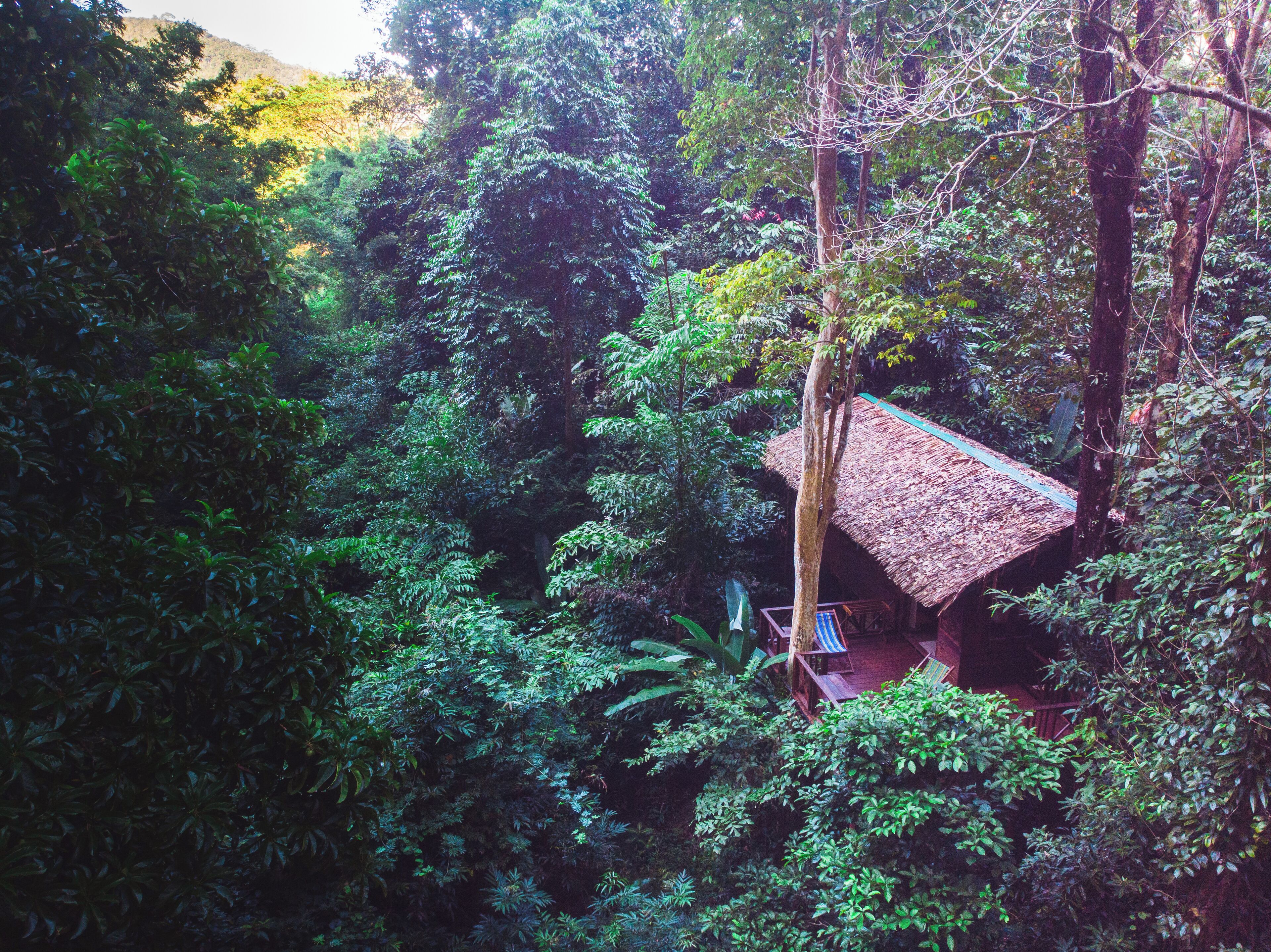 treehouse family | mountain view