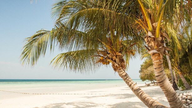 A beach with white sand, palm trees, and a clear blue sea. - Redhill Cairns Shared Living – Pembroke St (Parramatta Park)
