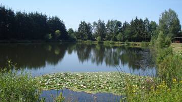 Un lago tranquilo con nenúfares y vegetación circundante.