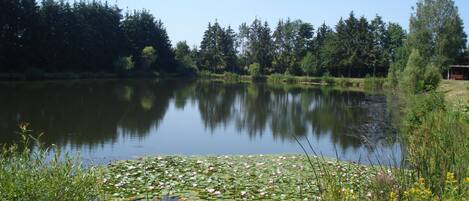 Um lago tranquilo com folhas de nenúfar e vegetação ao redor.