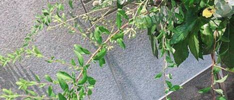 A potted plant with white flowers and green foliage on a tiled surface.