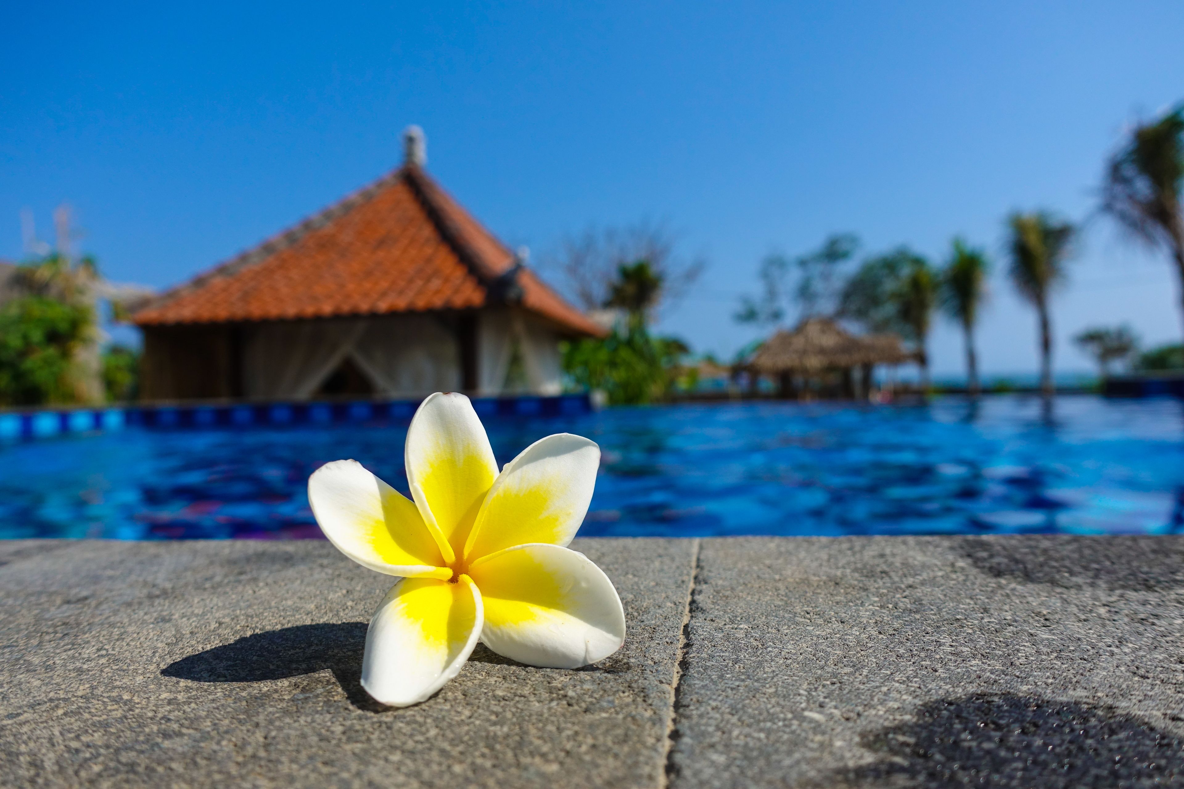Kolam renang outdoor, dengan kursi berjemur