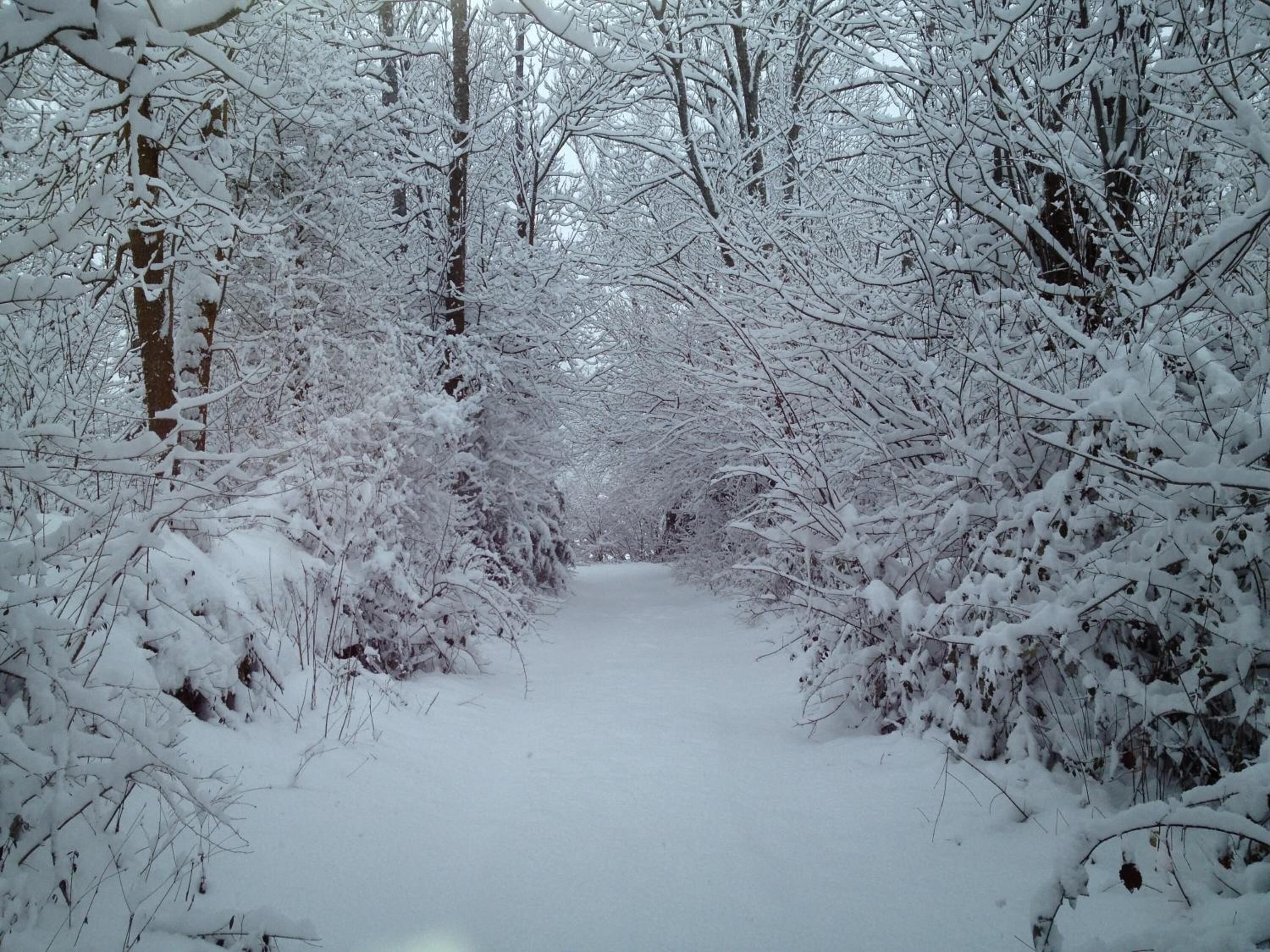 Un sentier enneigé dans une forêt.