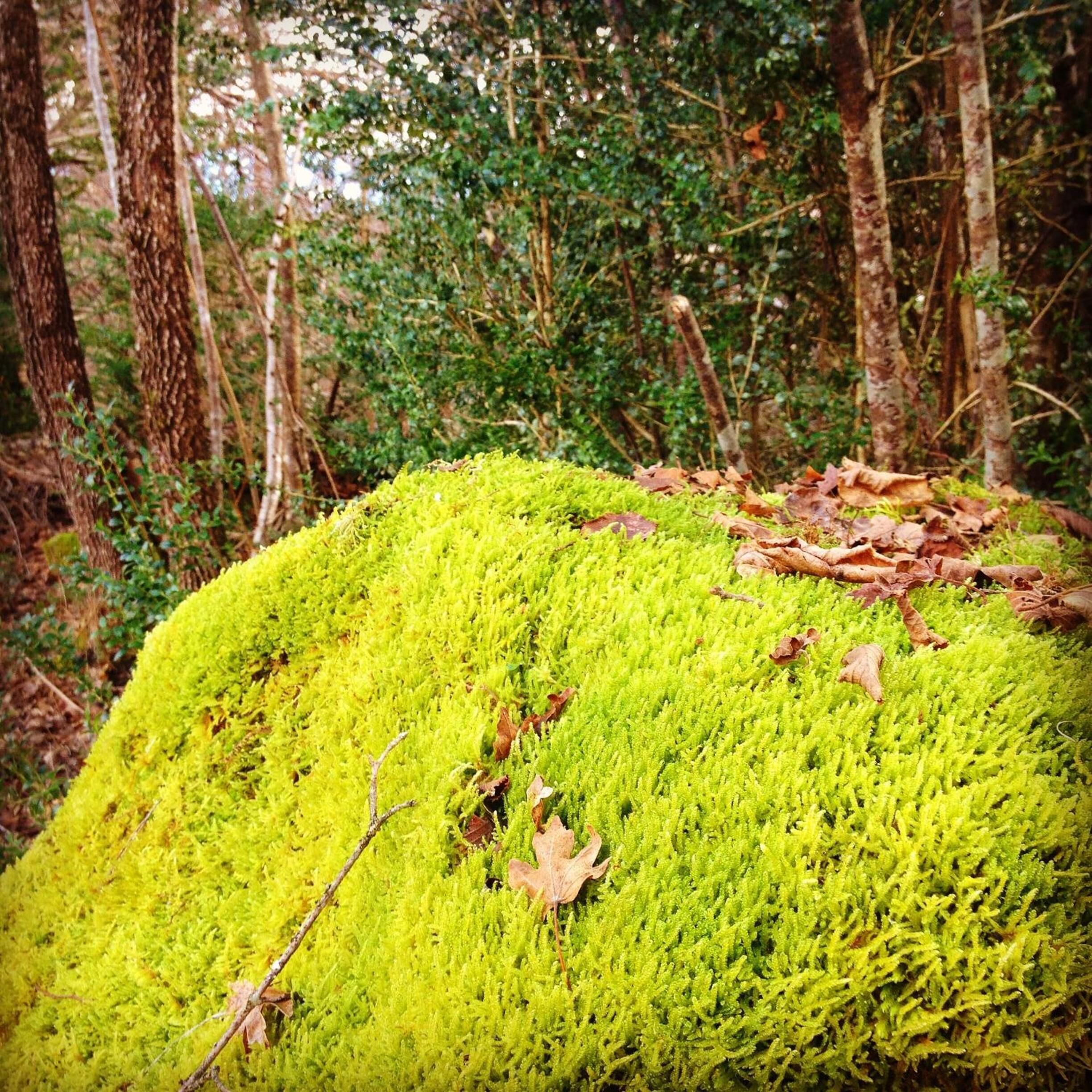 Una roccia ricoperta di muschio in una foresta.