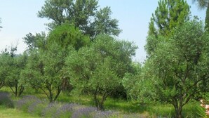 A garden with various trees and lavender plants. - l'Oulibo (Villeneuve-les-Corbieres)
