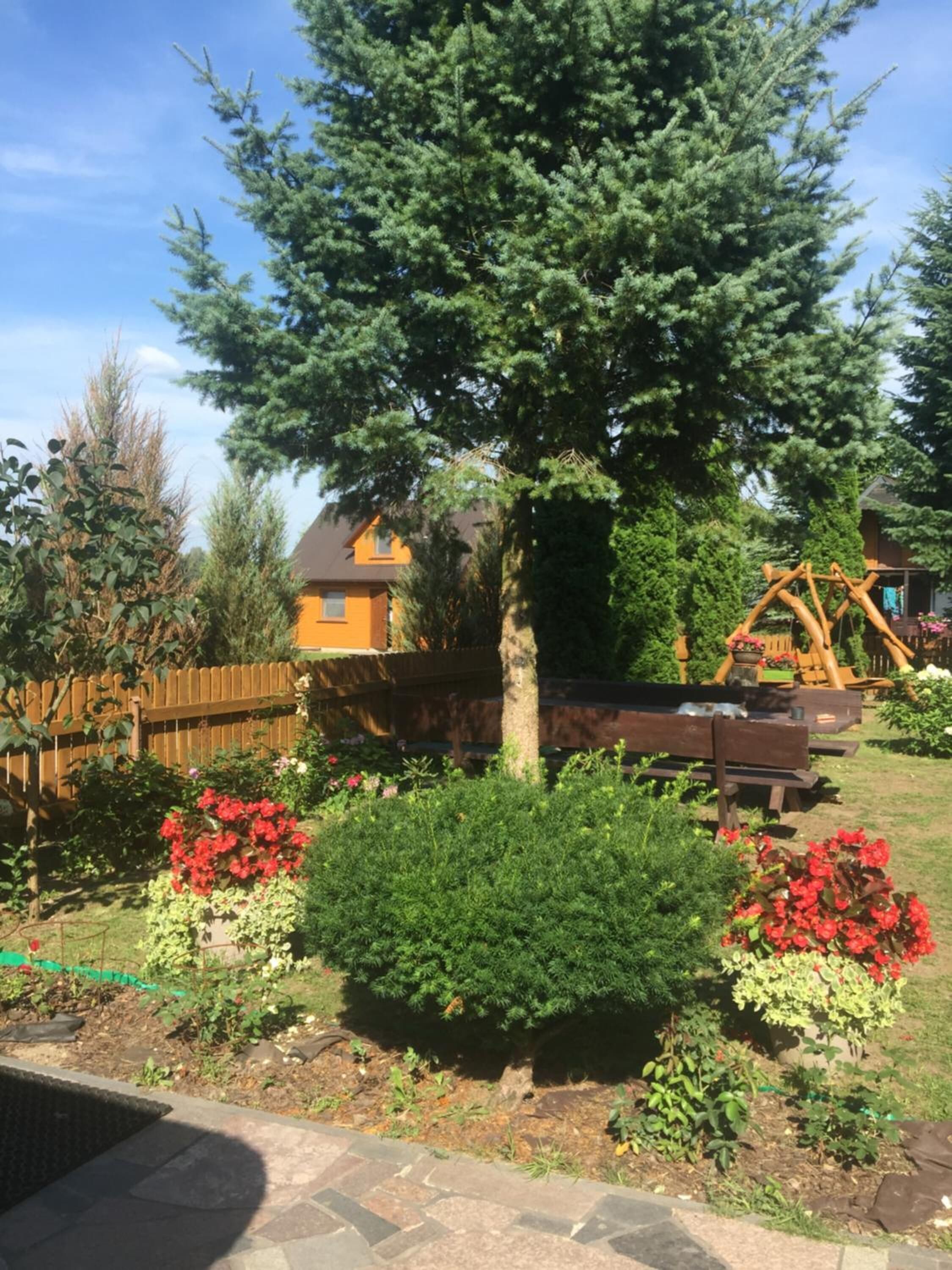 A residential garden with a large coniferous tree, a wooden swing set, and a well-maintained lawn.