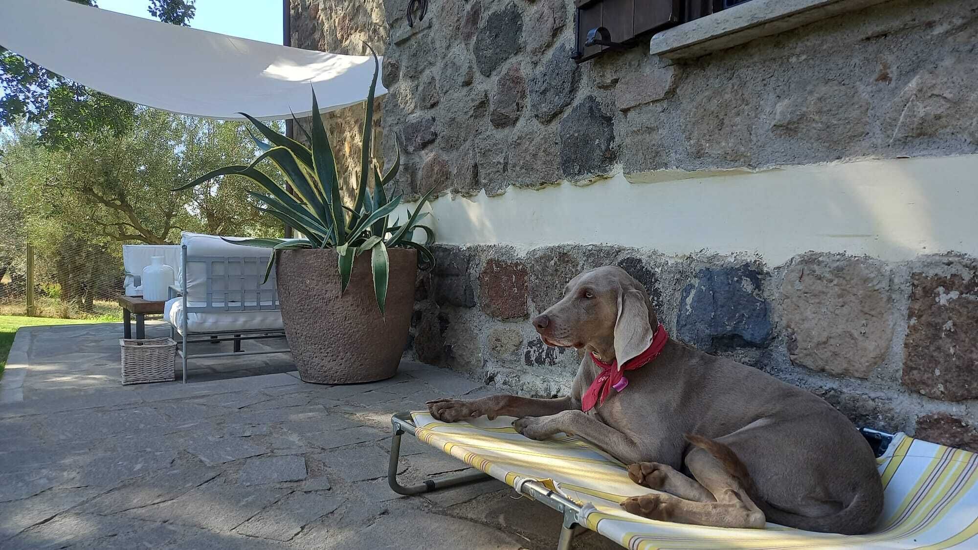 A dog lying on a striped mat outside a stone building with a potted plant and a table with a white cover.