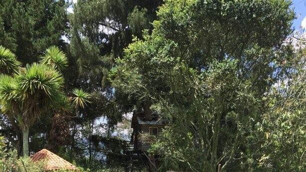 Un área con césped, una casita en los árboles, un columpio y un edificio pequeño con techo rojo.