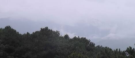 A dense forest with a cloudy sky.