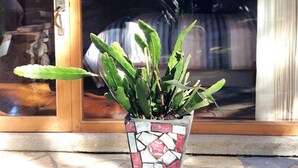 Una planta en maceta frente a una puerta corrediza de vidrio.