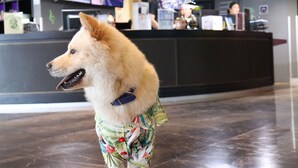 Ein Hund in einem gemusterten Outfit in einem Empfangsbereich mit Theke, Stühlen und einem Bildschirm.