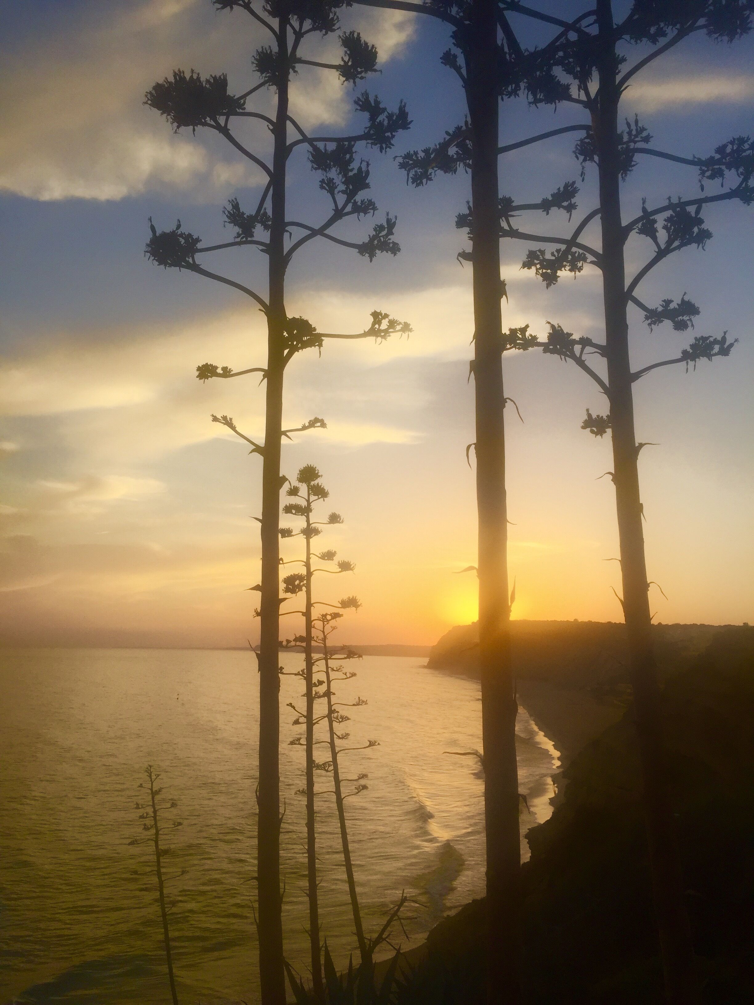 Een kustlandschap met bomen in silhouet voor een ondergaande zon, met uitzicht op de oceaan.