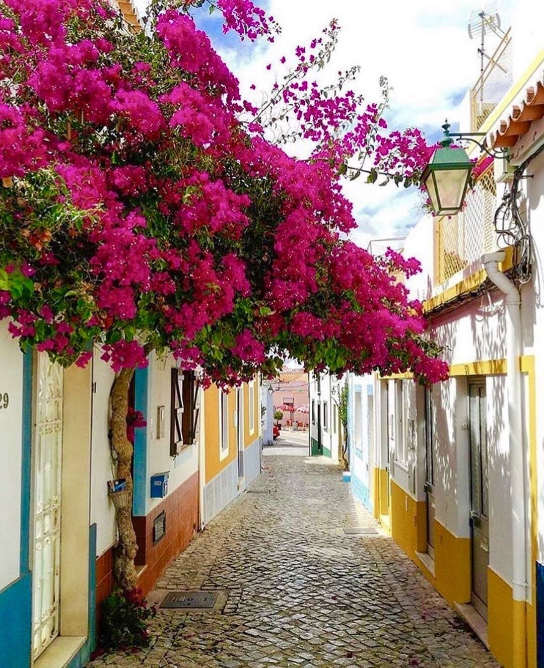 Uma rua de paralelepípedos estreita, com vibrantes flores de buganvillea cor-de-rosa penduradas acima da calçada.