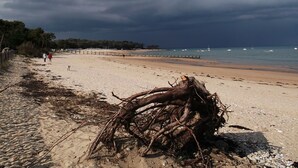 Una playa con un árbol caído en primer plano, una orilla arenosa y algunas personas caminando.