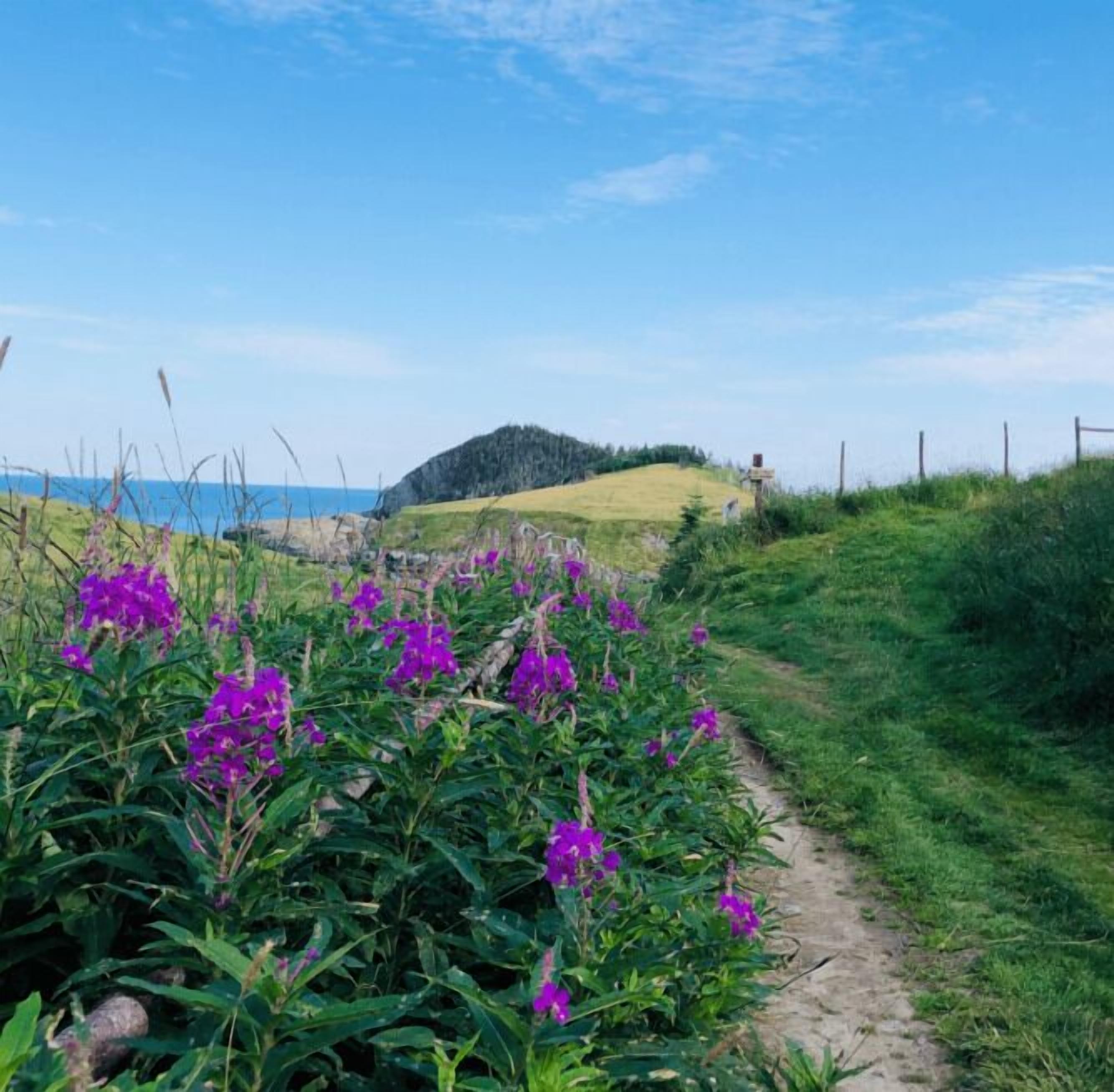 Un sendero cubierto de césped que lleva a una colina con flores púrpuras y vistas al mar.