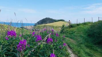 Un sendero cubierto de césped que lleva a una colina con flores púrpuras y vistas al mar.
