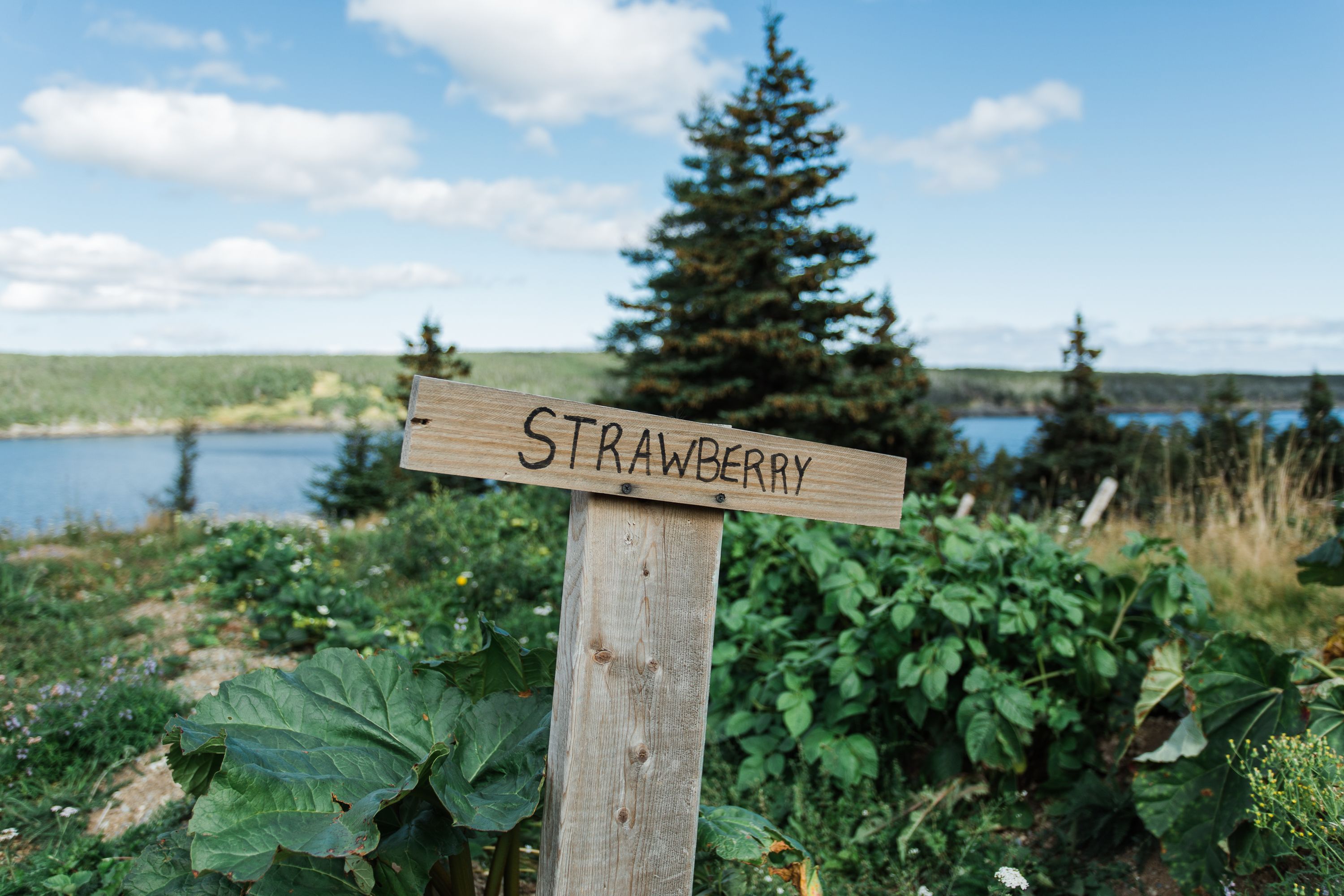 A wooden sign with the word "STRAWBERRY" in a natural setting with greenery and a lake in the background.