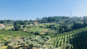 A vineyard with rows of grapevines and a few buildings in the background. - Suites do Pinhal (Proenca-a-Nova)