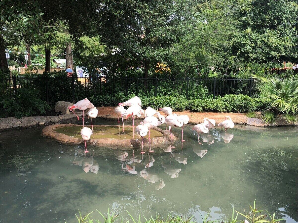 Un estanque con flamencos.