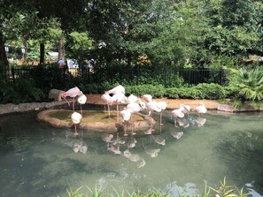 A pond with flamingos.