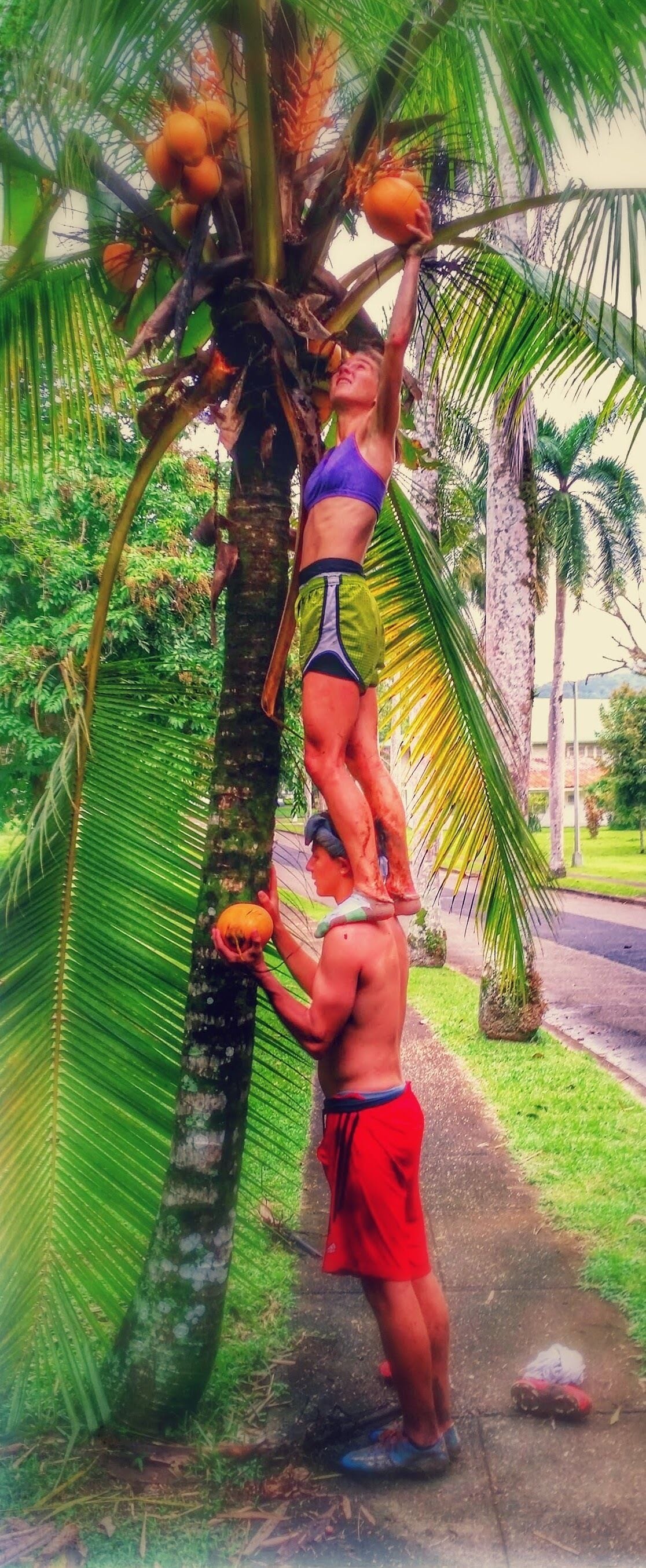 A person in a purple top and yellow bottoms climbing a palm tree to reach coconuts.