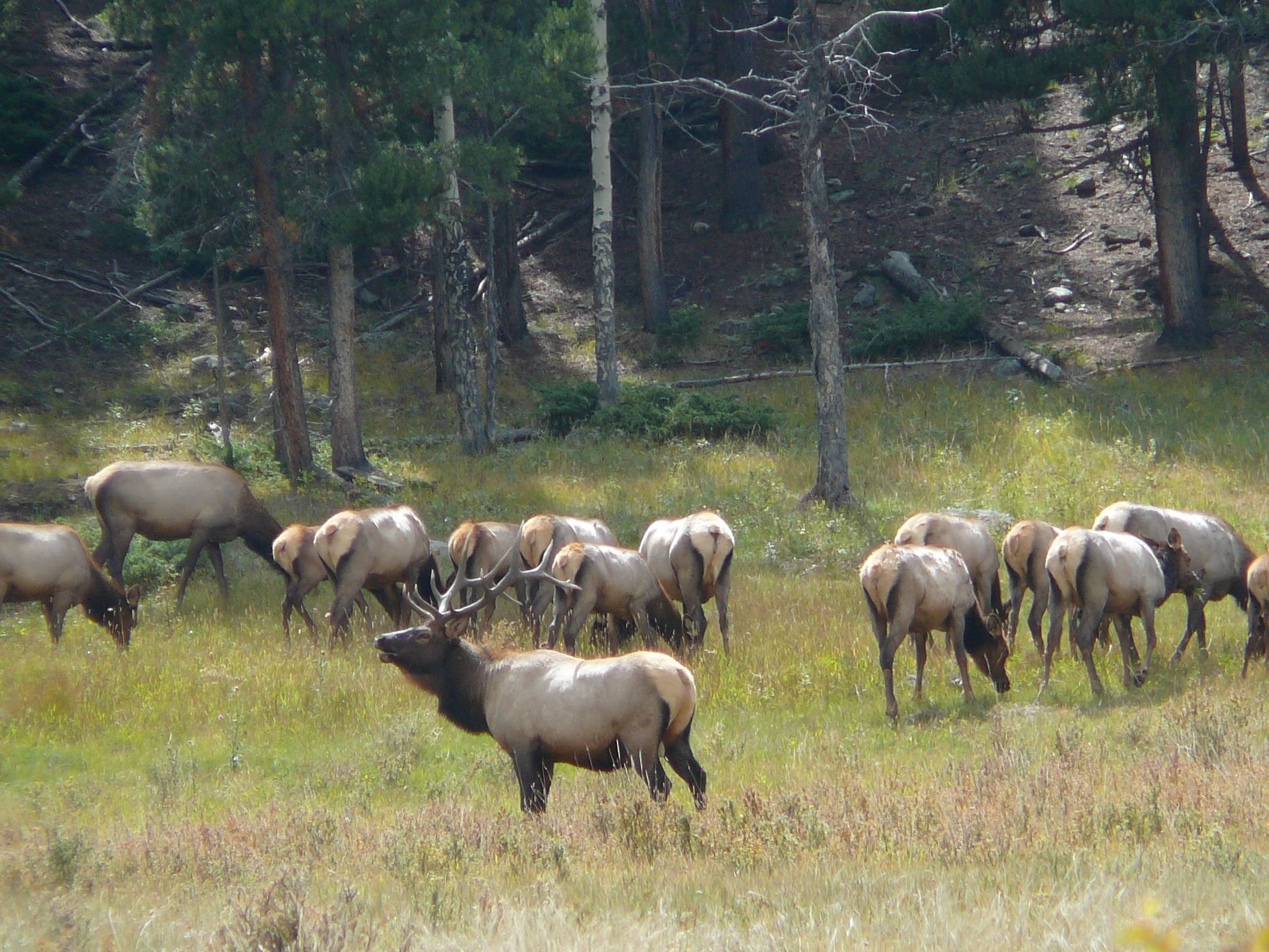En flock älgar på en gräsklädd äng med träd i bakgrunden.