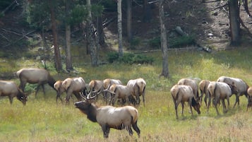 En flock älgar på en gräsklädd äng med träd i bakgrunden.