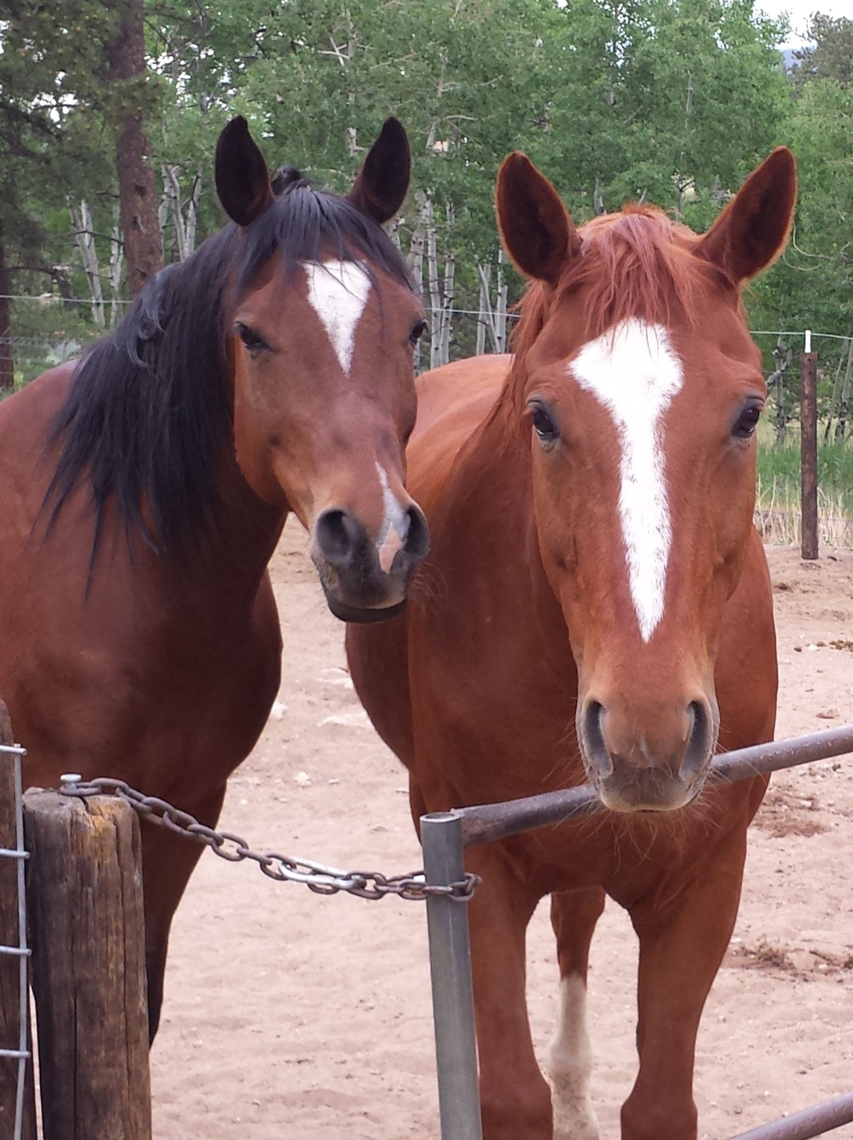 Two horses standing beside a metal fence in a fenced area with trees in the background.