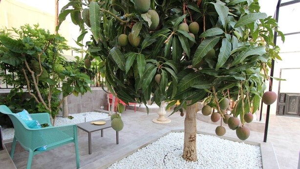 A tree with green fruits in a garden area with a bench and a table. - ViVa Tropical (Buzanada, Arona)