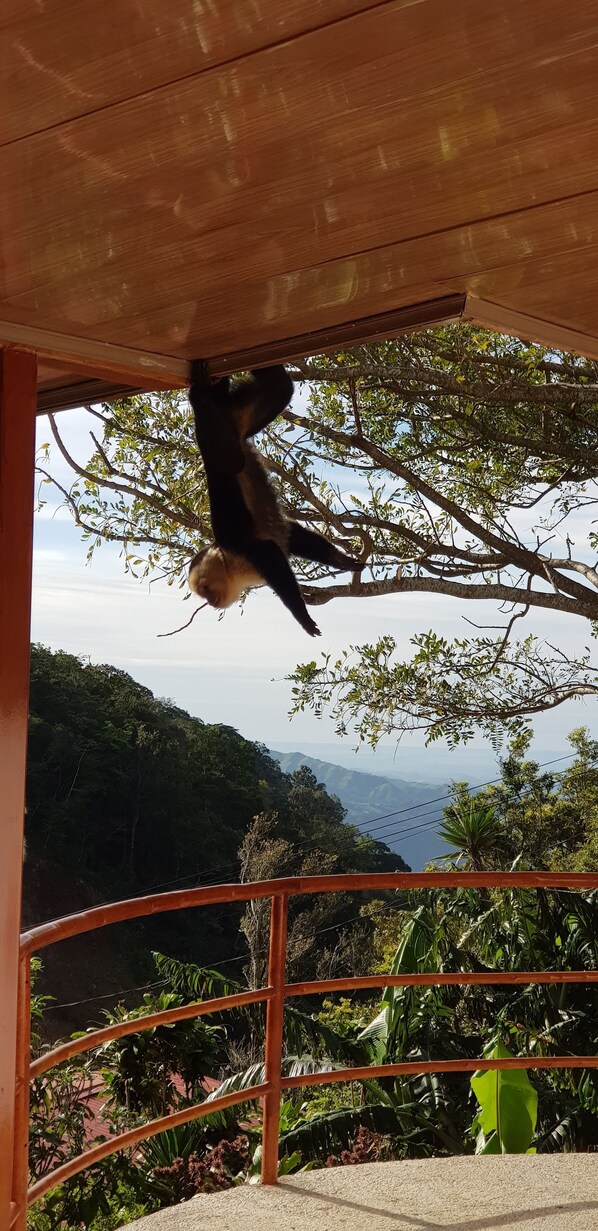 Terrace/patio - Moras Place B&B - Hostel (Monteverde)
