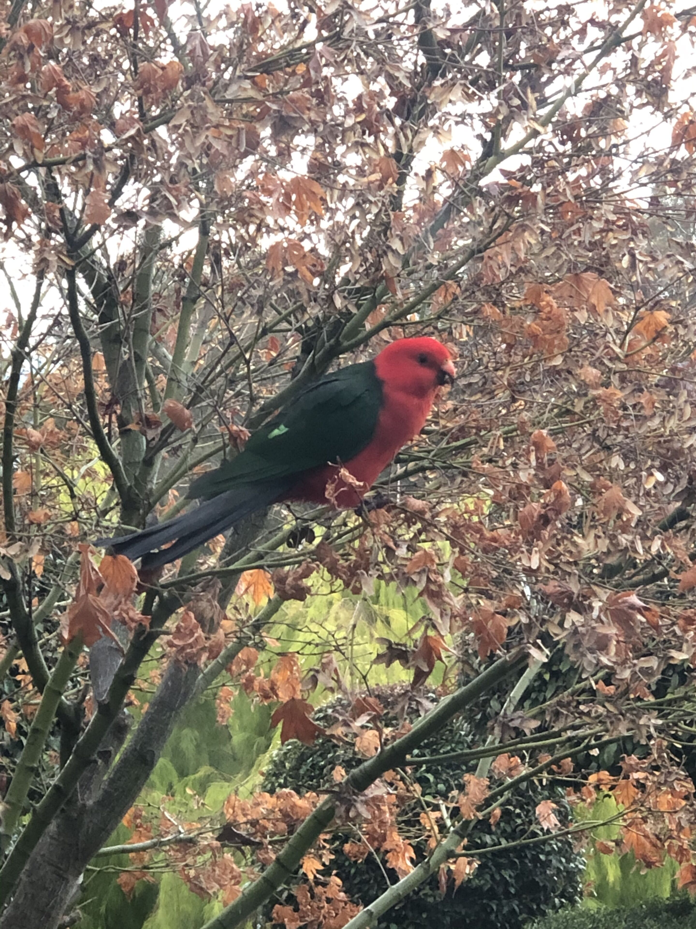 Ein Vogel sitzt auf einem Ast, umgeben von Herbstlaub.