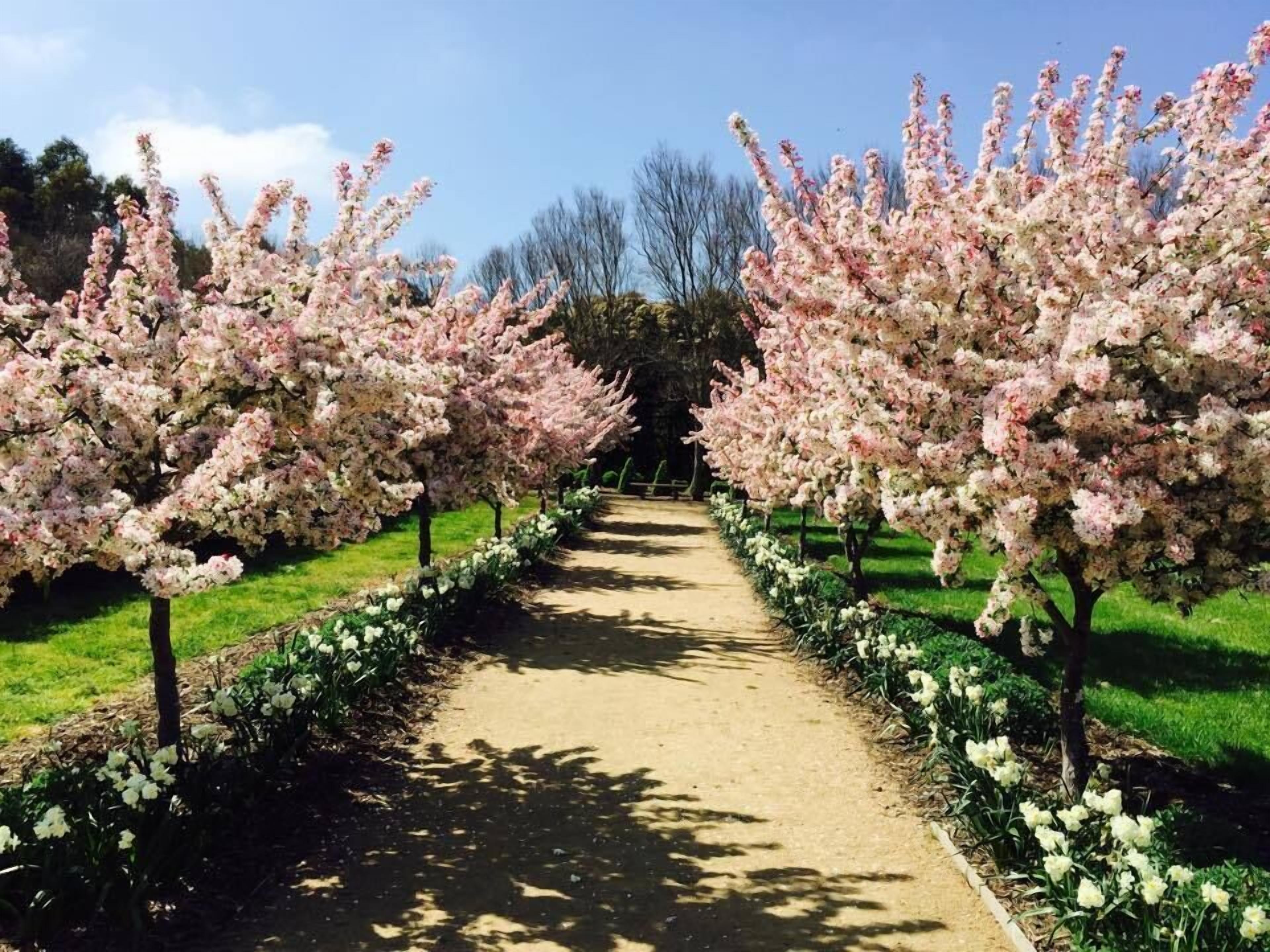 A pathway lined with flowering trees, a clear sky, and a grassy area.