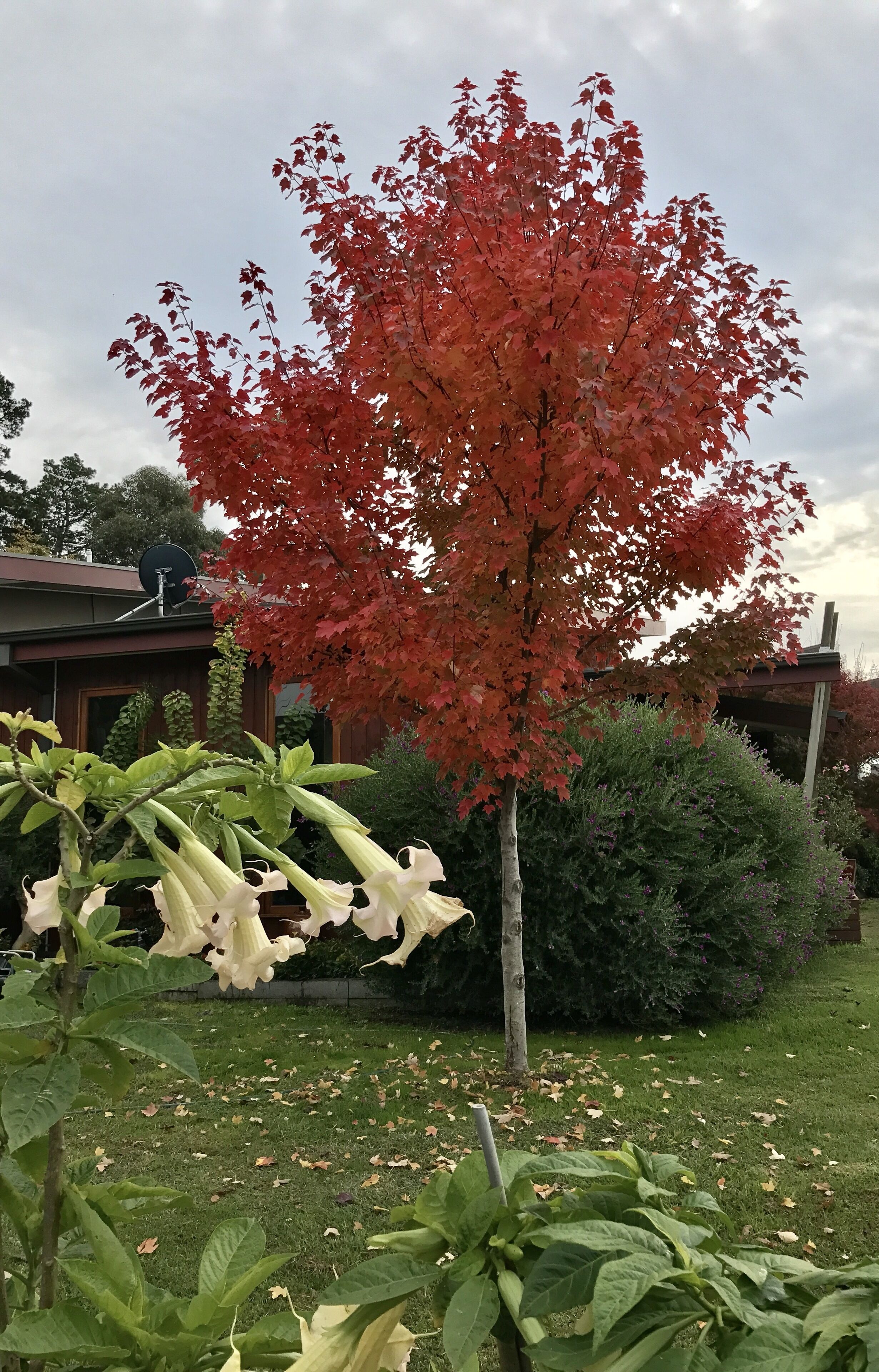 A garden with a red-leafed tree, a white flowering plant, and a green bush.