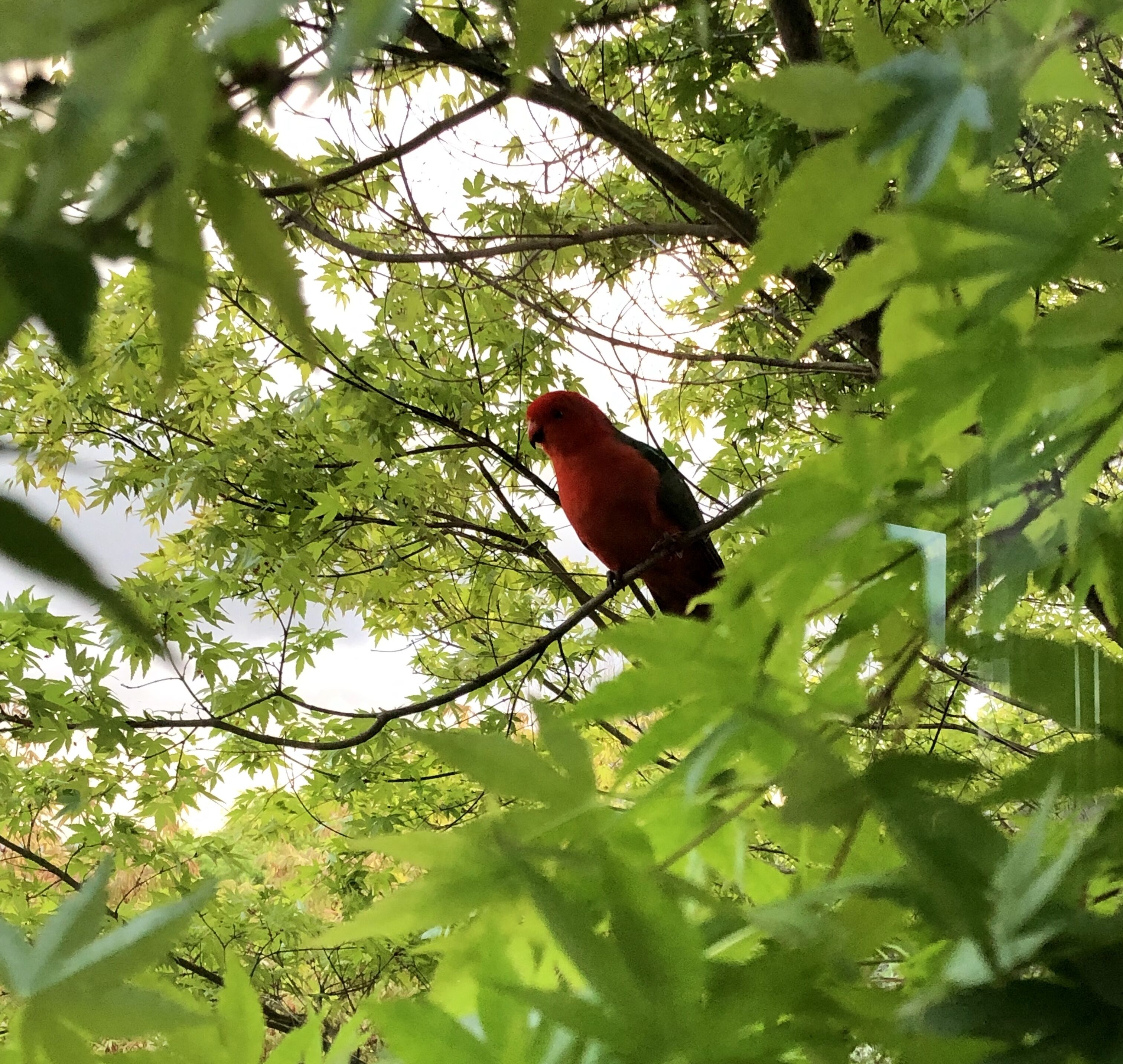 A bird perched on a branch surrounded by green foliage.
