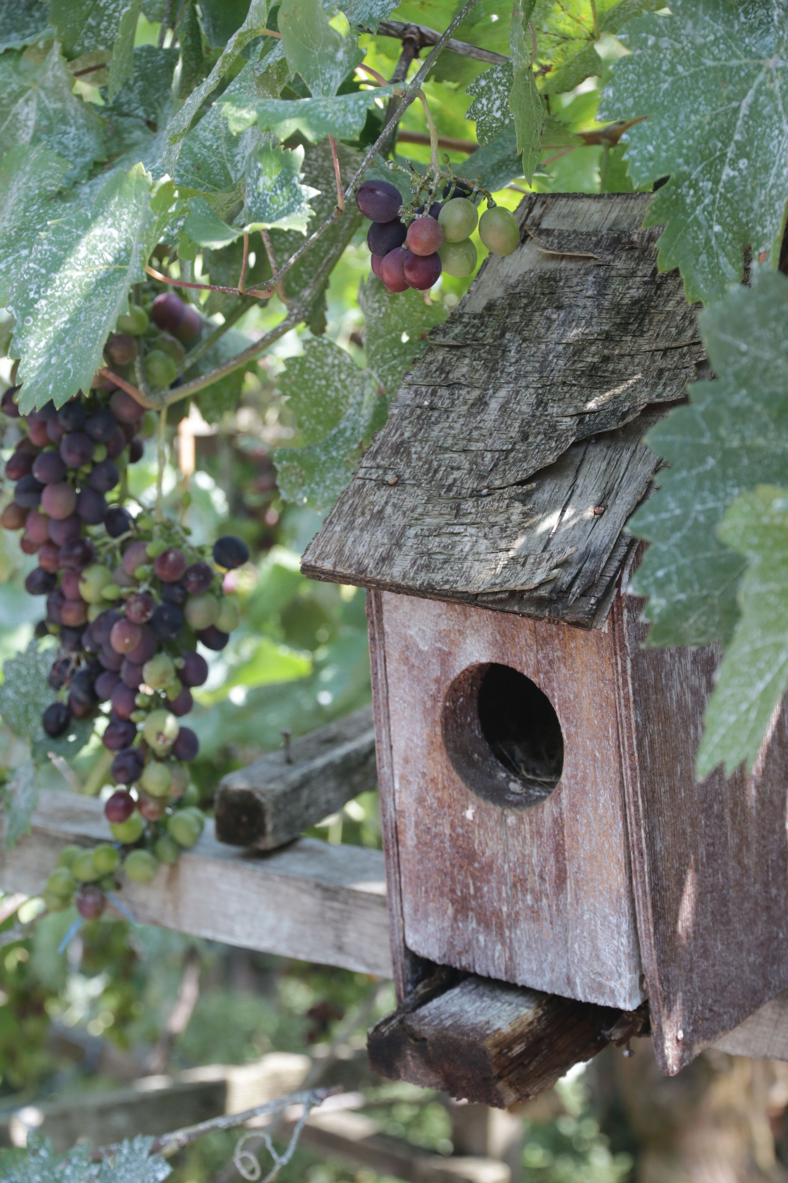 A wooden birdhouse with a hole, surrounded by grapevines and leaves.