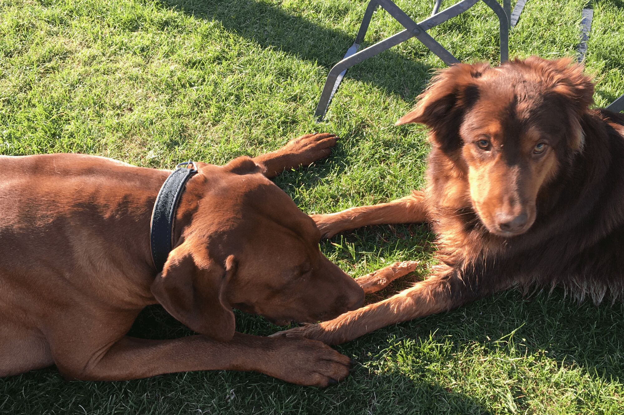 Two dogs lying on grass with a metal chair in the background.