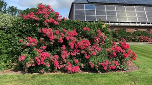 Um jardim com arbustos floridos rosa e um edifício com painéis solares ao fundo.