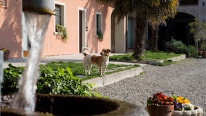 Un perro parado en una zona pavimentada, con un edificio al fondo.
