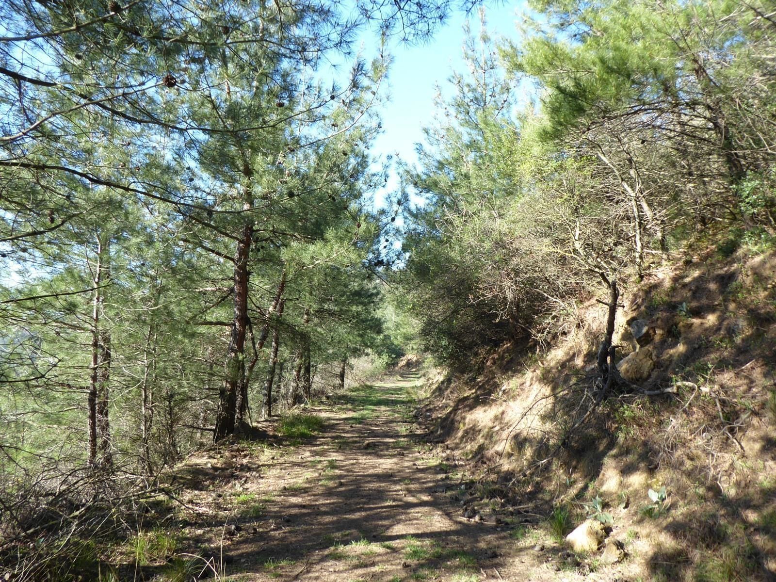 Ein Waldpfad mit Kiefern und einem unbefestigten Weg.