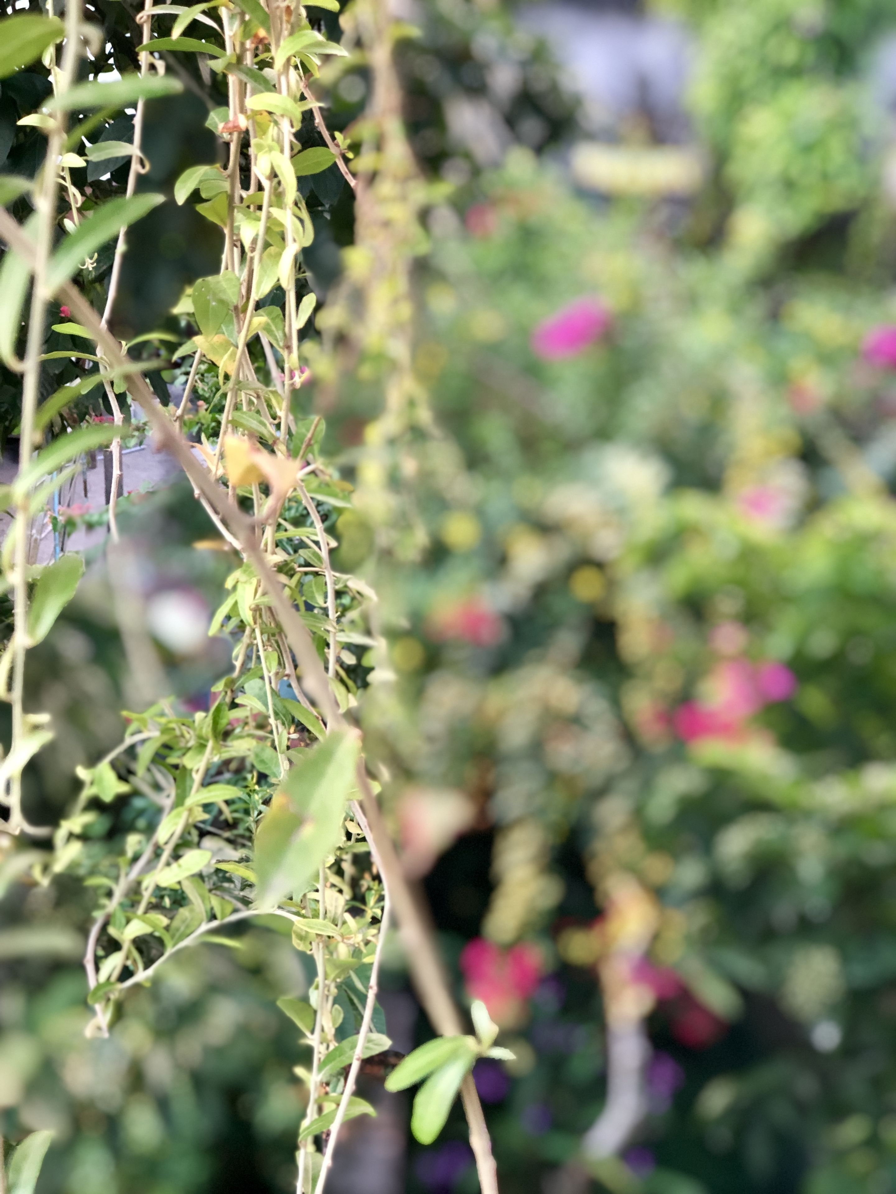 A close-up of a plant with green leaves and some pink flowers, with a blurred background of more greenery.
