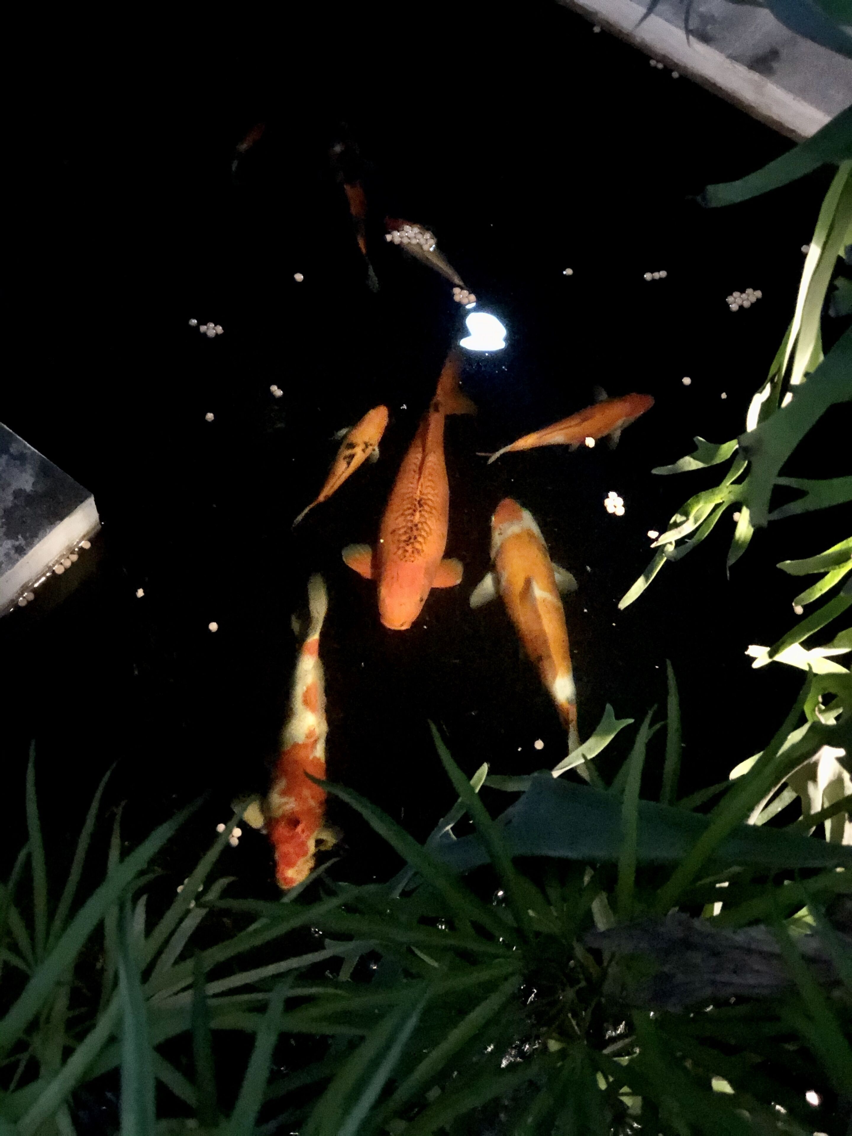 A pond with koi fish and aquatic plants.