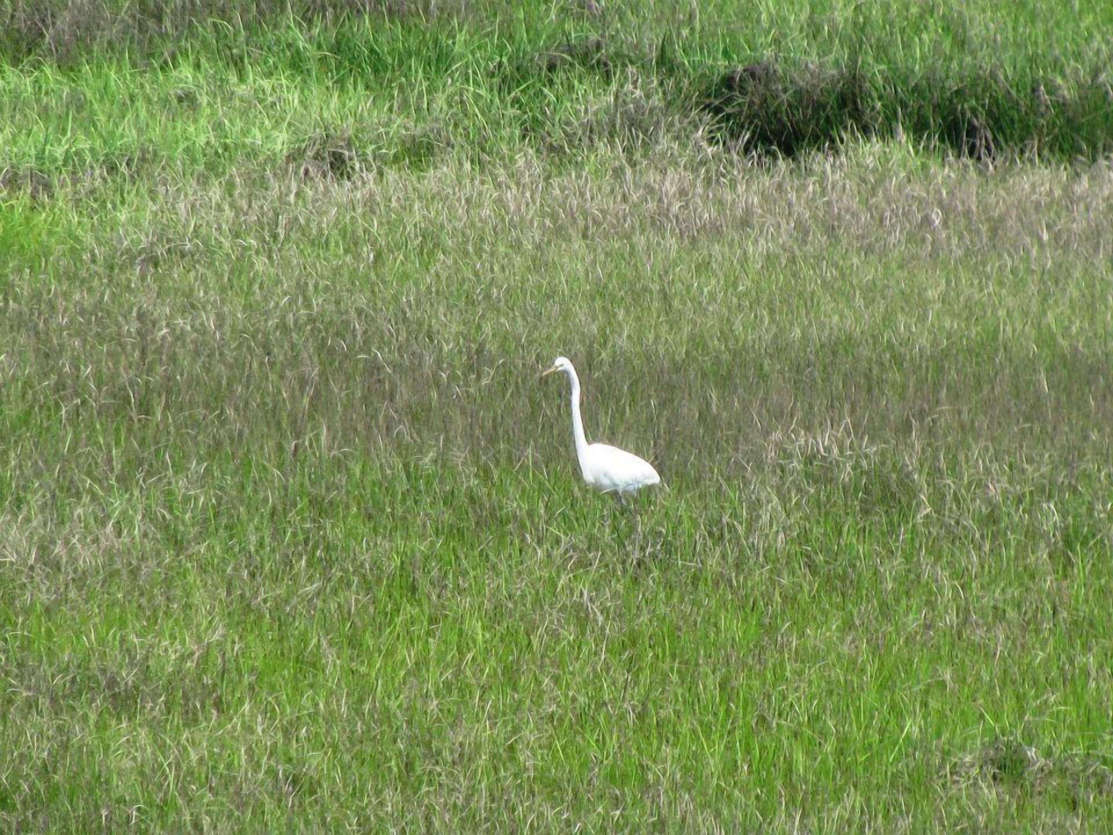 A white bird standing in a grassy field.