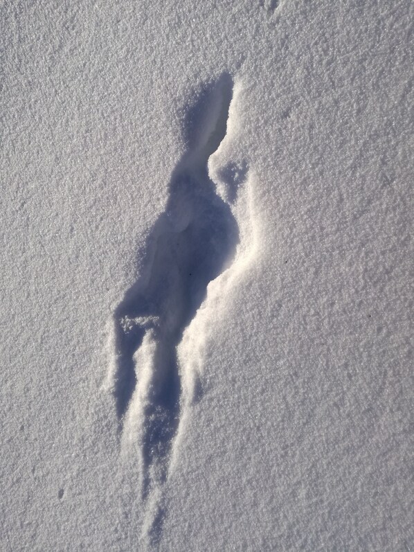 A snow-covered ground with a distinct human footprint.