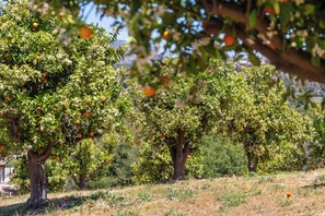 Property grounds - Luxury Gated Estate with Views of All of Wine Country! (Temecula)